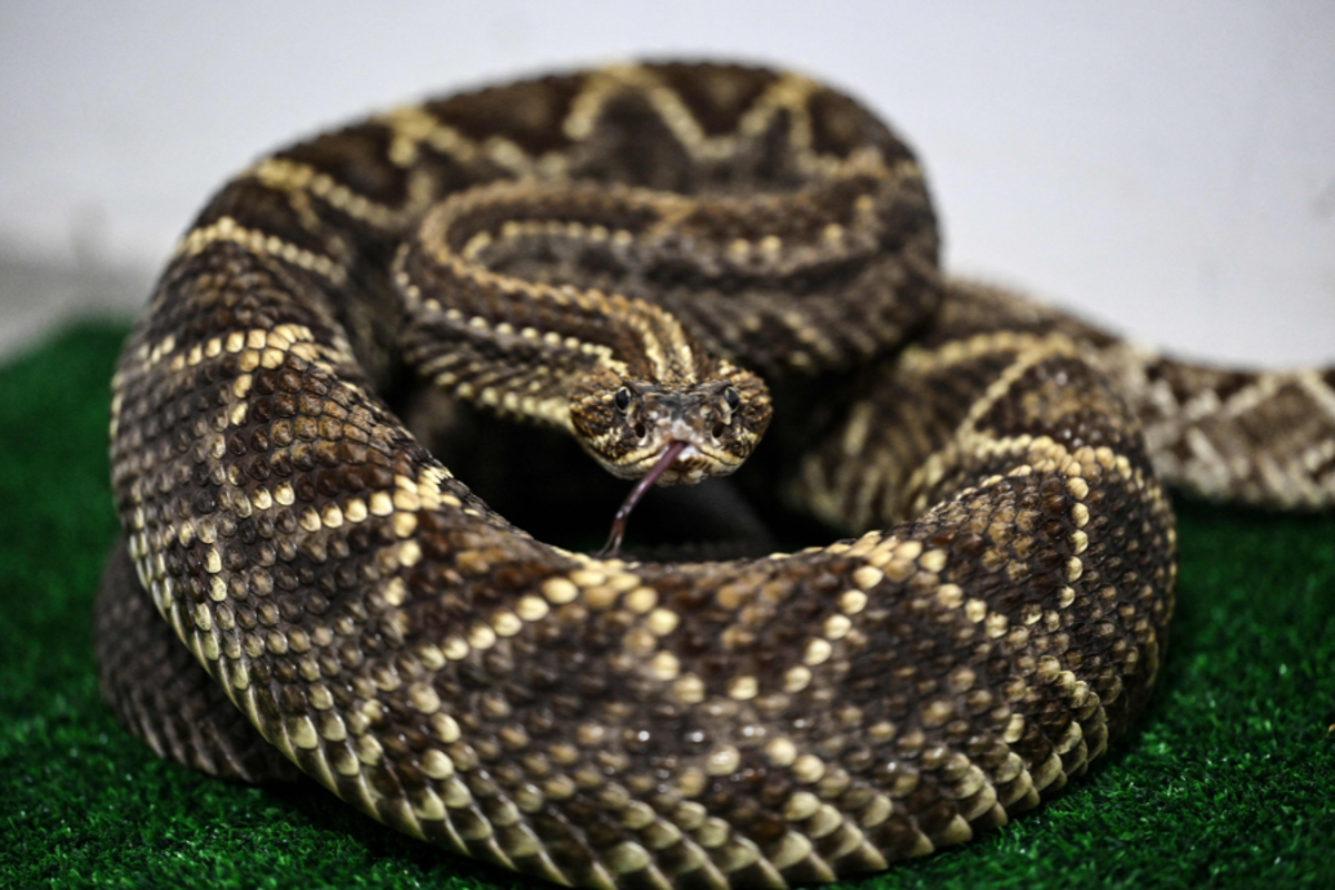 Third Californian dies from snakebite as attacks spike