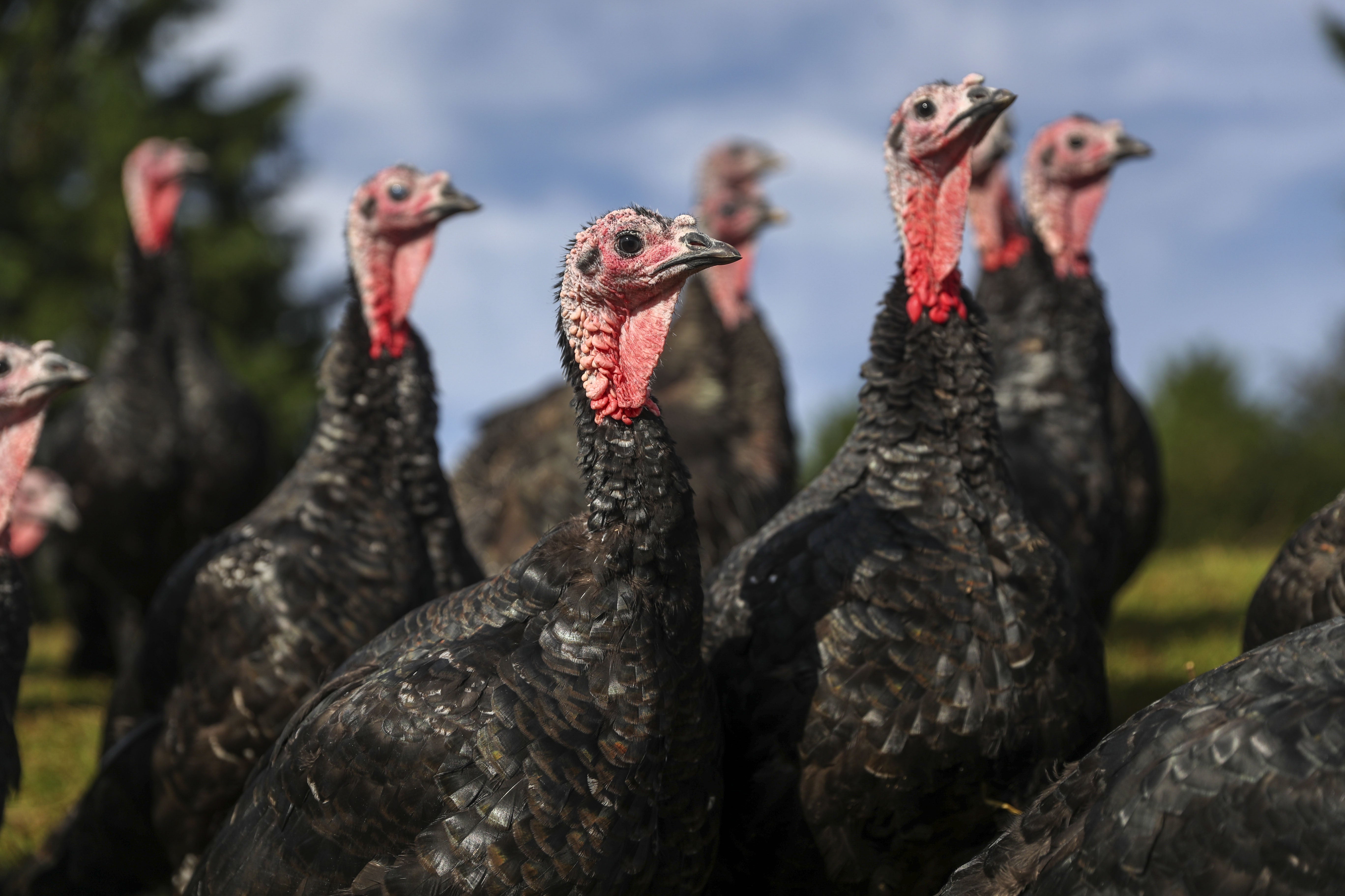 A group of turkeys received bird flu vaccines last month