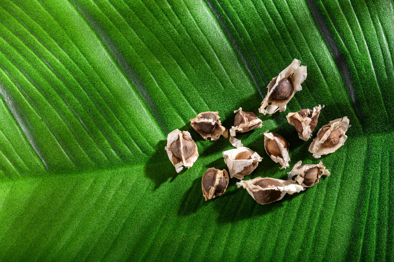 Seeds from ‘miracle tree’ filter microplastics from drinking water