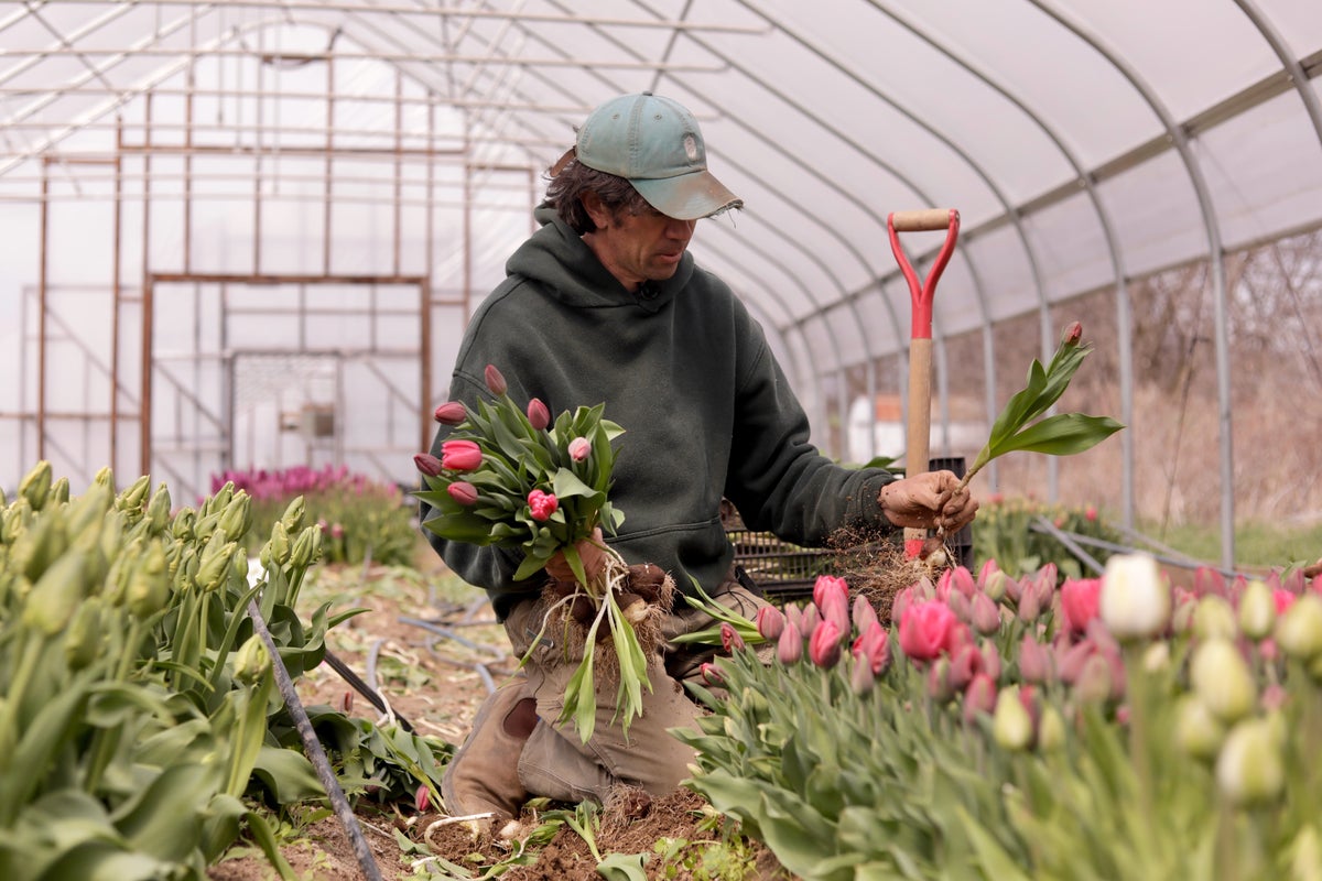 Wild weather swings wreak havoc on flower farms ahead of Mother’s Day