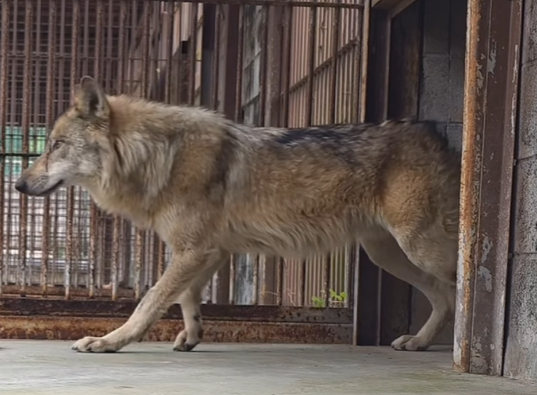 South Korean wolf’s escape inspires bread, billboards, and a crypto coin