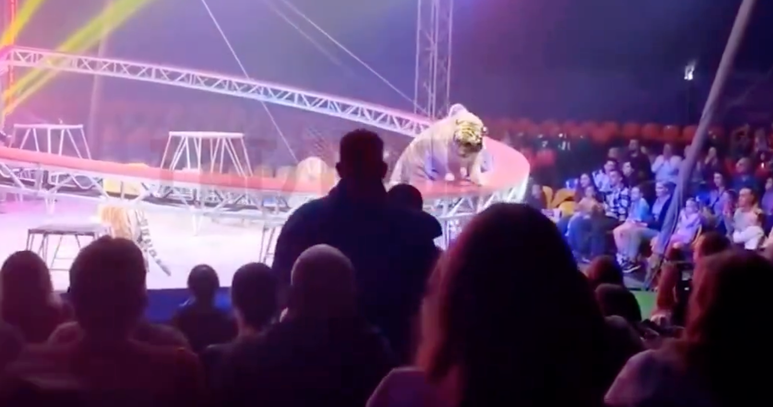 Russian circus tiger leaps into crowd to horror of spectators