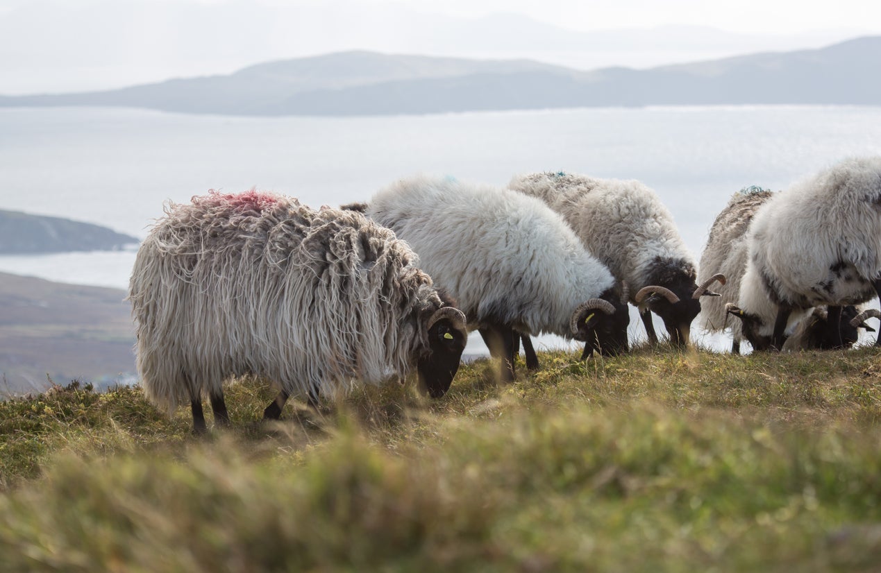 Fast fashion companies may want to pull the wool over our eyes, but looking local can help put the planet first