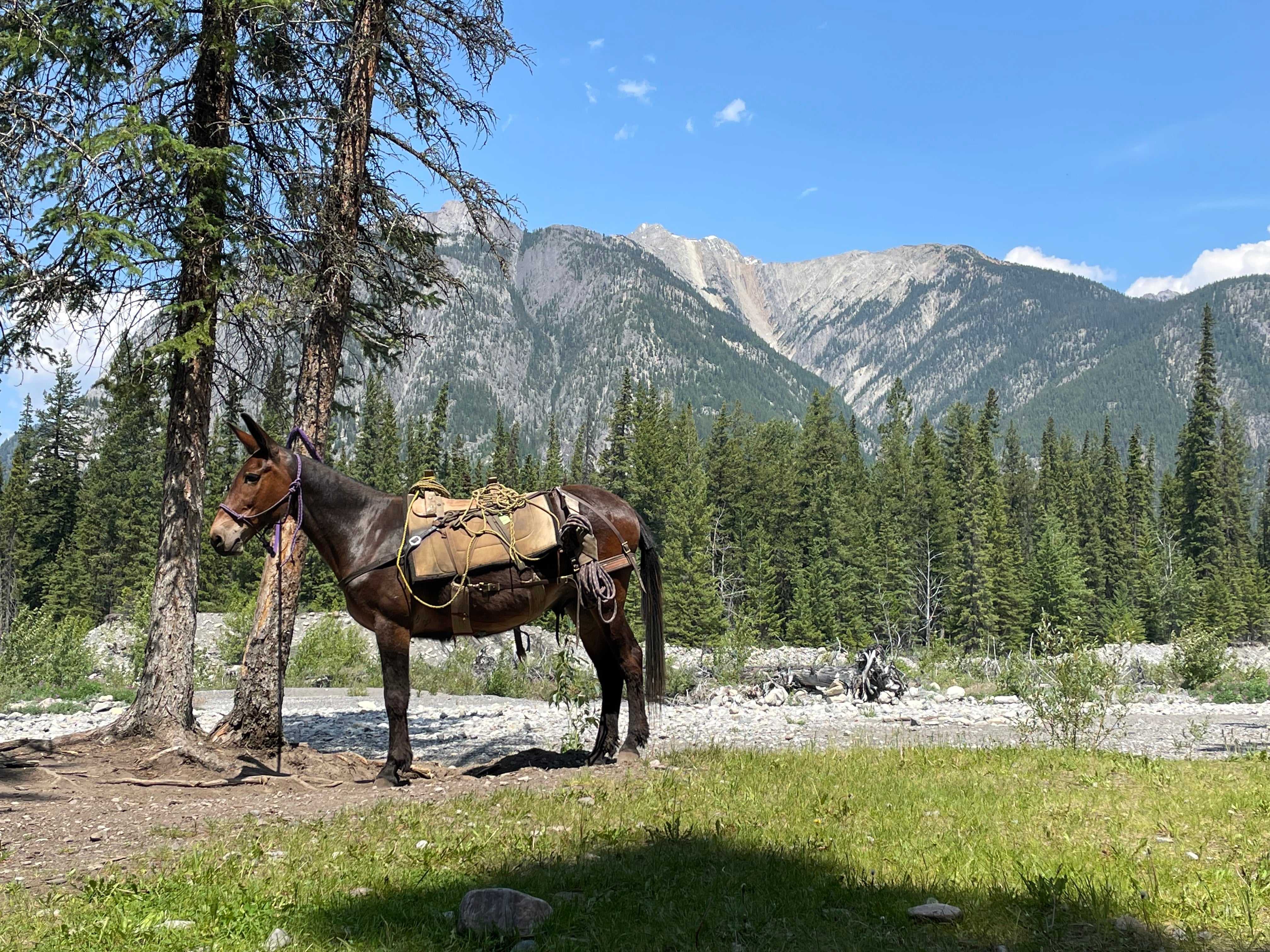 Bugsy the mule carries the daily supplies, including all food for the lunch cookout by the river