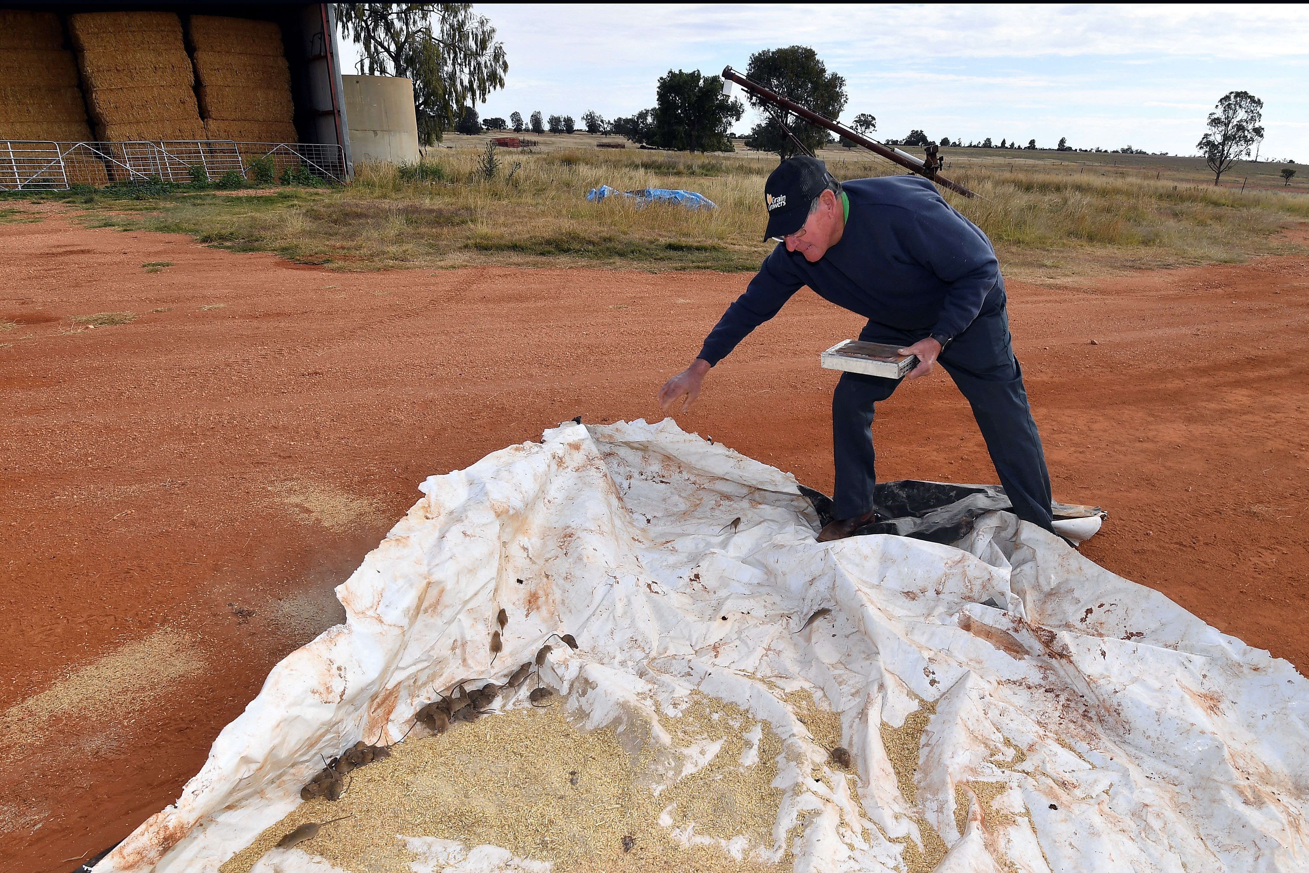 <p>Australian farmer Terry Fishpool uncovering a trap for mice on his property in the New South Wales</p>
