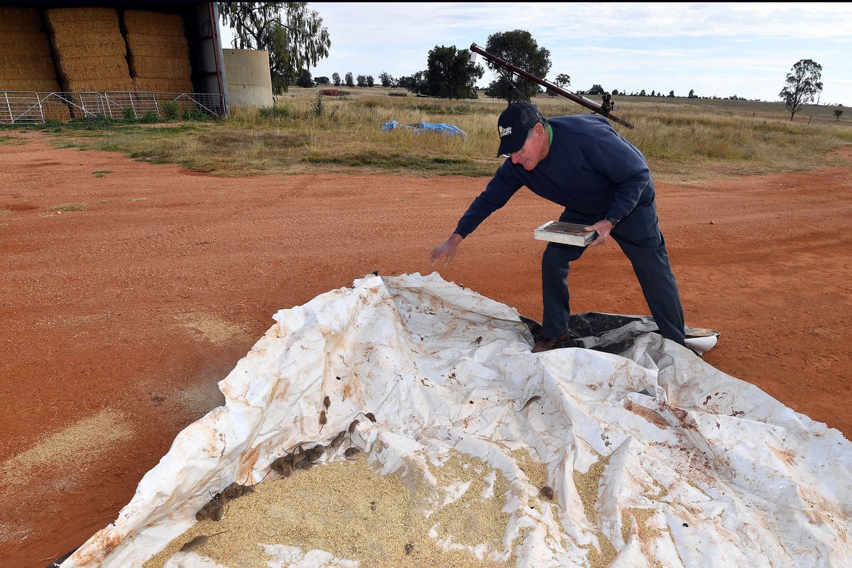 Australian farmers warned of looming mouse plague: ‘Like a horror story’