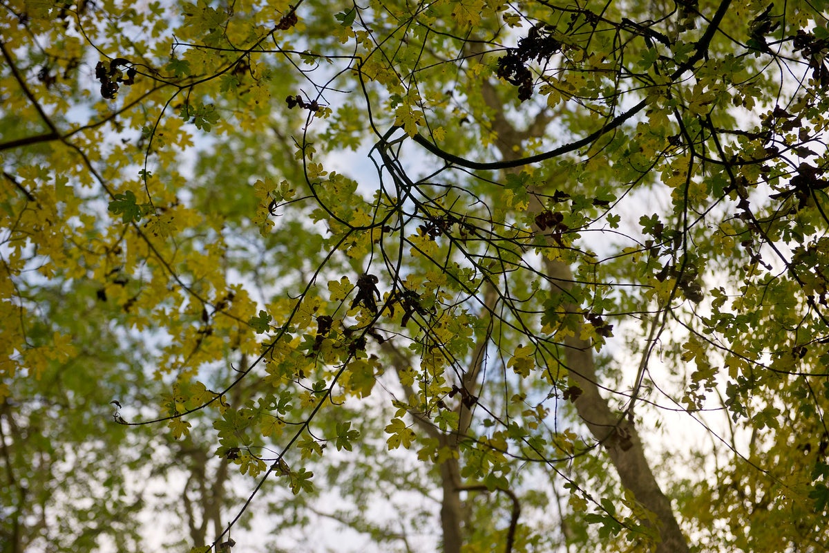Breakthrough could save popular trees from being destroyed by disease