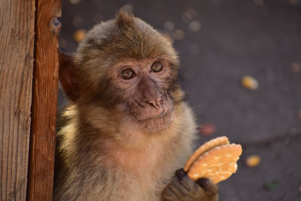 Monkeys learn to swallow soil so they can keep eating junk food – research