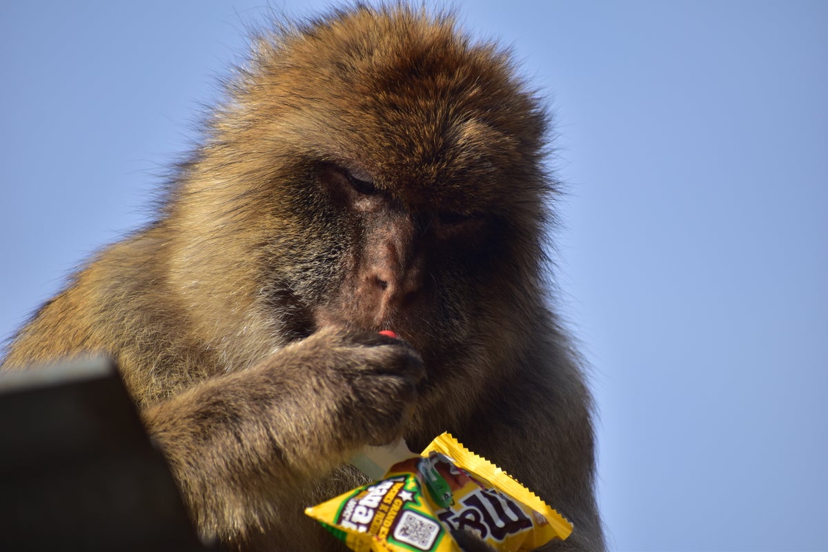Monkeys in Gibraltar find way to keep eating junk food without the upset stomach