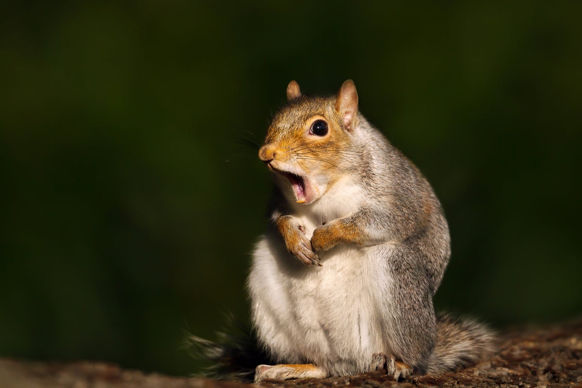 ‘No nudists please’: Warning to festivalgoers after mix-up over naturalist event in Cumbria