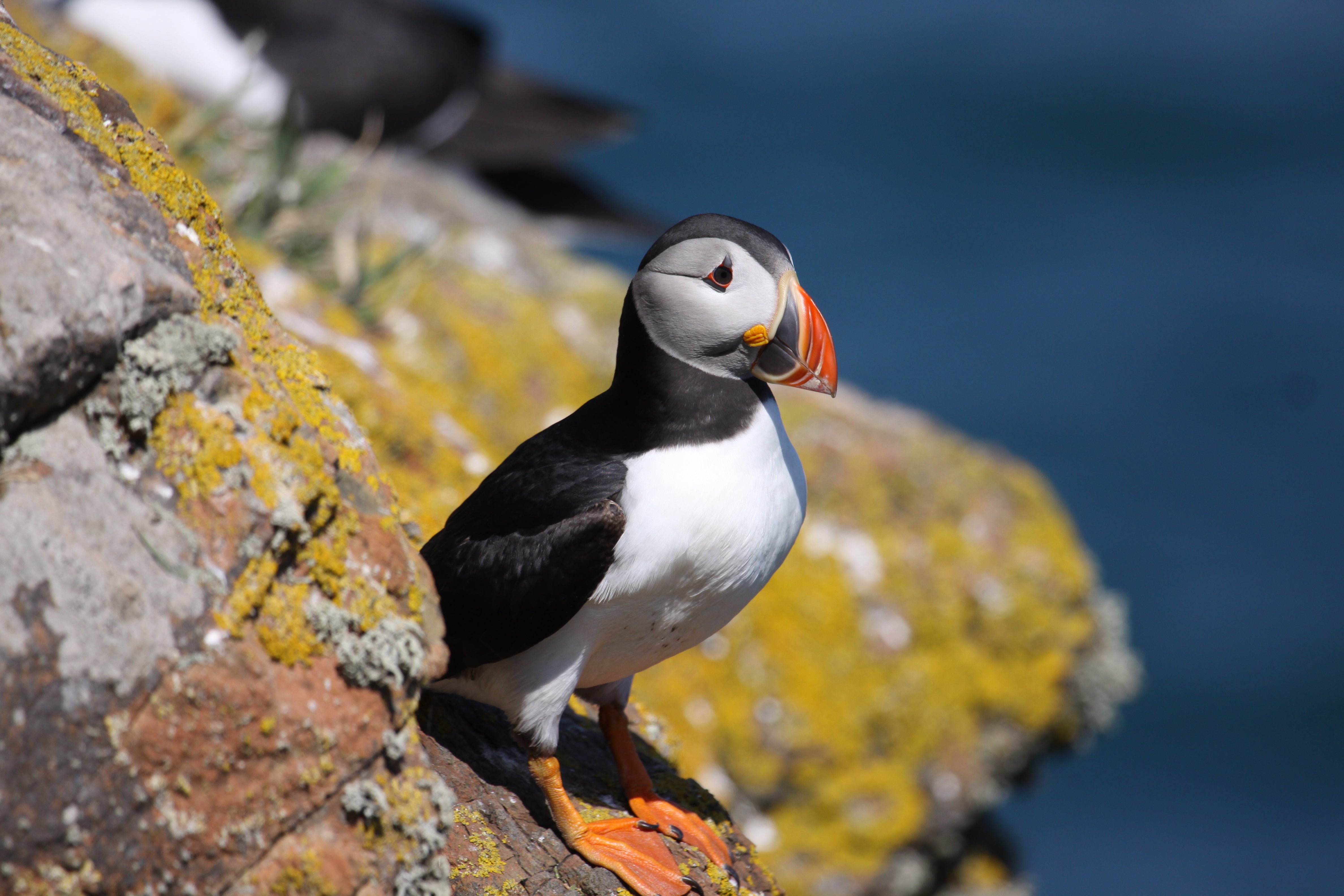 The Wildlife Trust of South and West Wales (WTSWW) said it had recorded 52,019 puffins in this year’s count on the island off the coast of Pembrokeshire, beating the previous record of 43,626 set last year