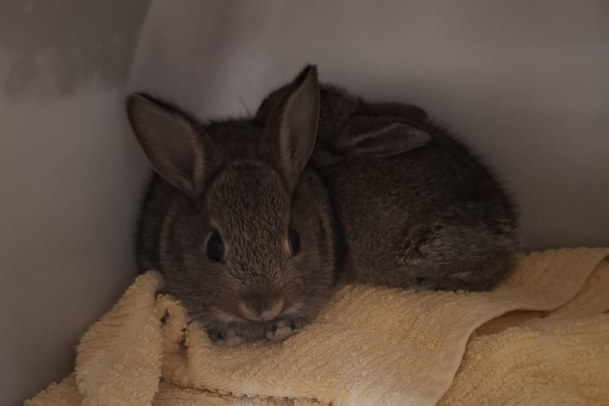 Bunnies ‘doing well’ after rescue from North Sea drilling rig