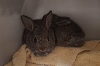 Drilling Rabit Rig Baby rabbits rescued from North Sea drilling rig after epic cross ...