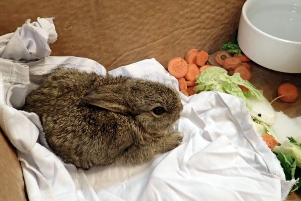 Drilling Rabit Rig Baby rabbits rescued from North Sea drilling rig after epic cross ...
