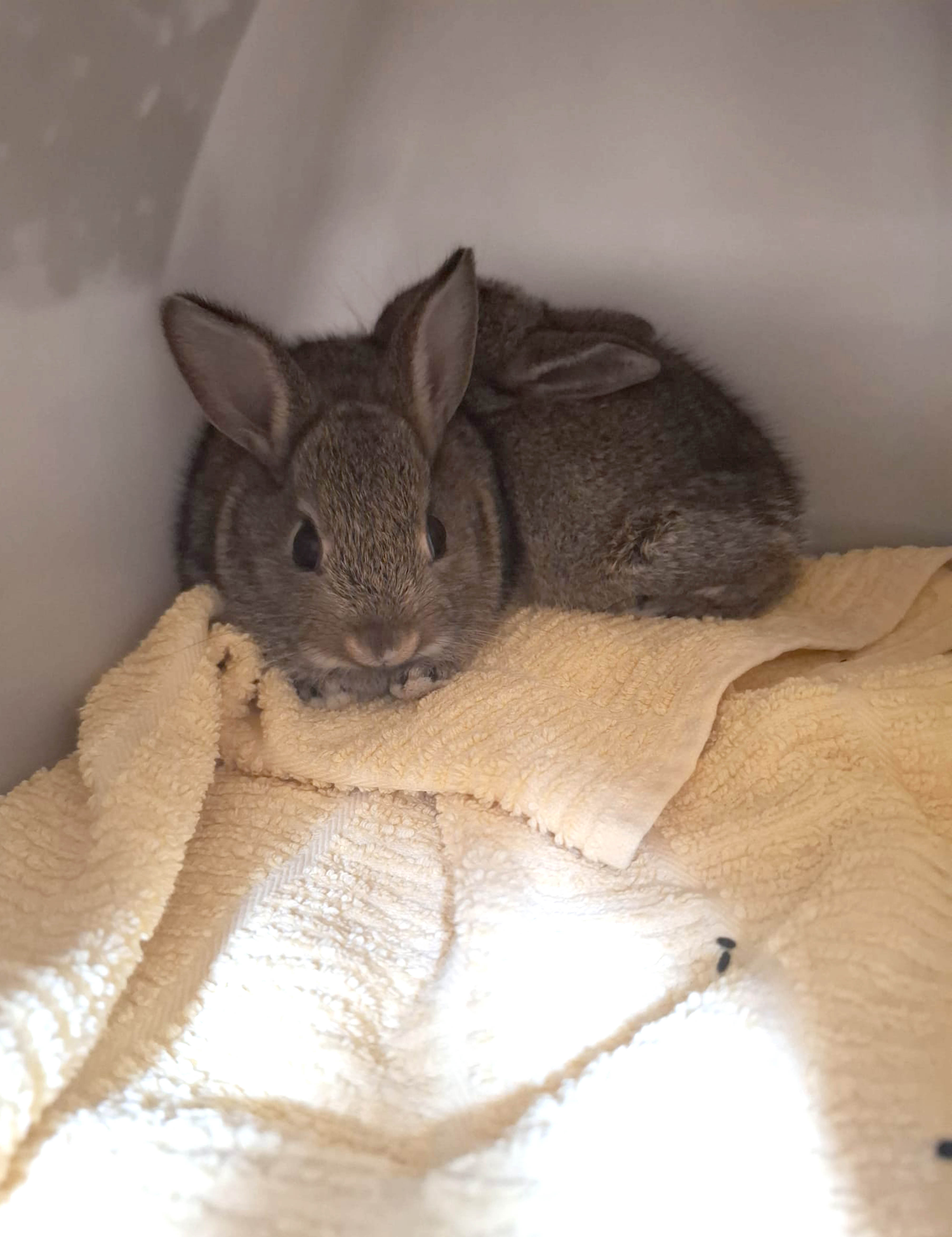 Baby bunnies stow away in Dundee and end up on rig in North Sea gas field