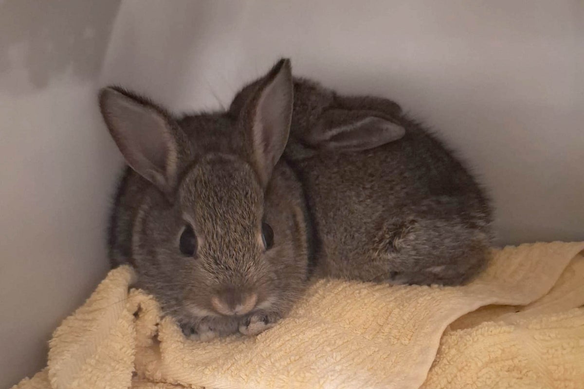 Baby bunnies stow away in Dundee and end up on rig in North Sea gas field