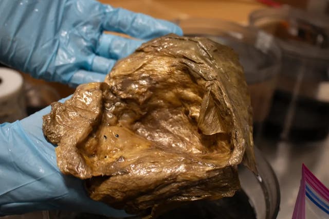 <p>Científicos de la NOAA encontraron este “orbe dorado” en las aguas del golfo de Alaska en 2023. No lograban averiguar qué era... hasta ahora</p>