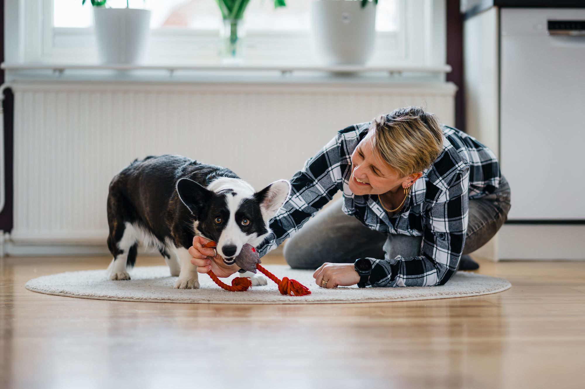 Dog playing tug-of-war