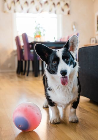 This quick game may be the best activity to improve bonding with your dog