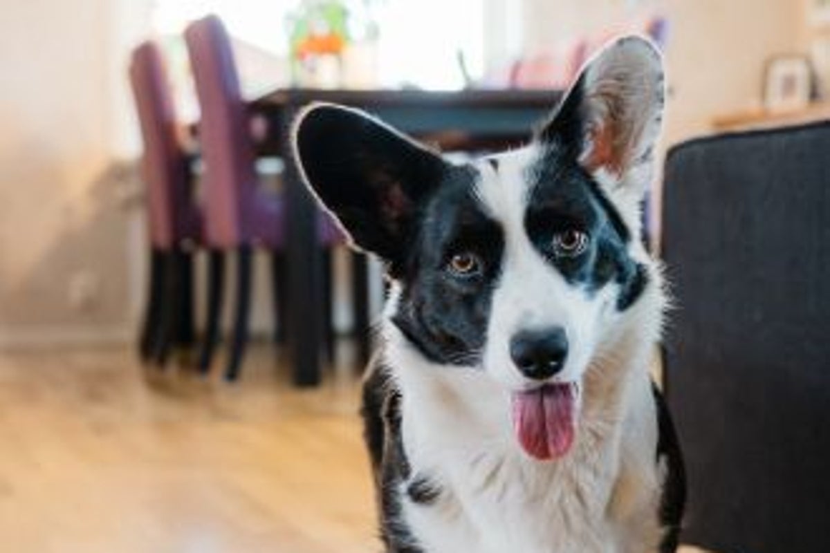 This quick game may be the best activity to improve bonding with your dog