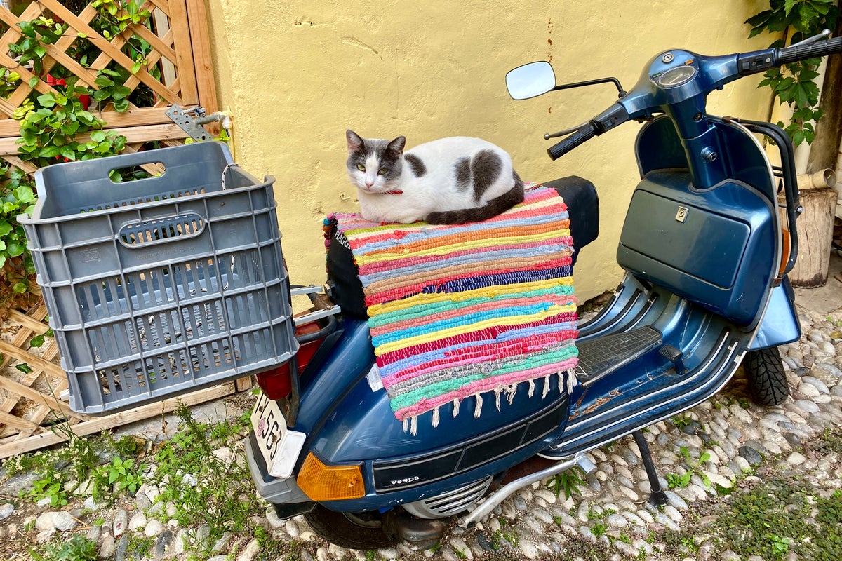 Tougher rules on pet passports means ‘EU citizen’ loophole for cats and dogs ends