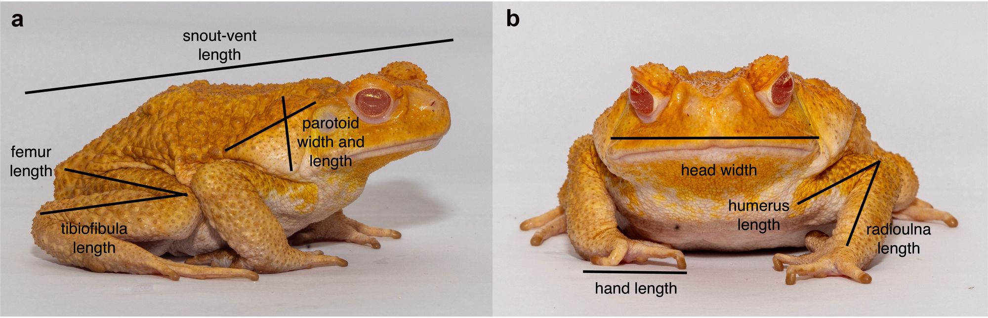 Morphological traits recorded from cane toads