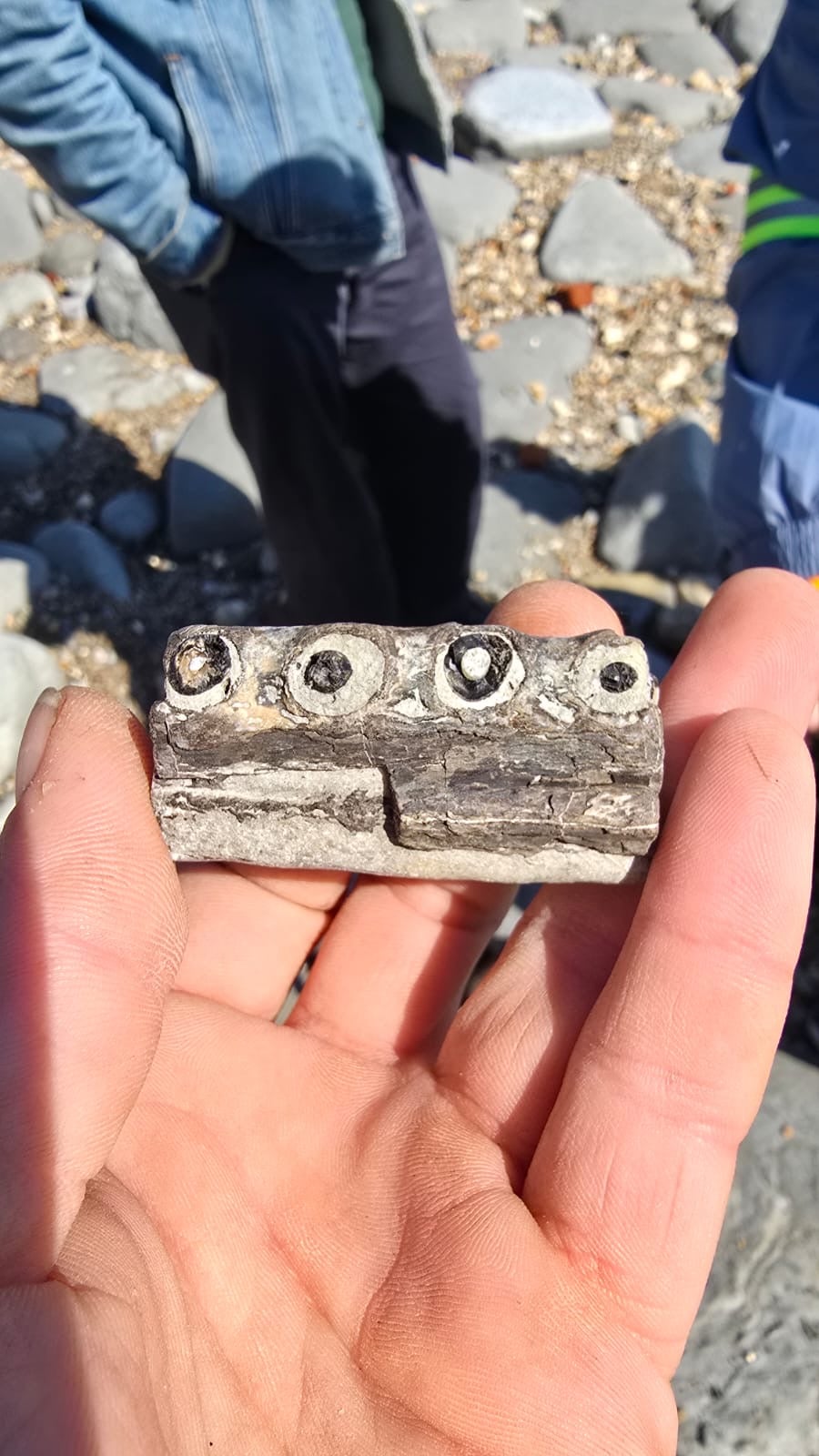 Fossil hunter uncovers incredibly rare piece of world’s oldest sea crocodile