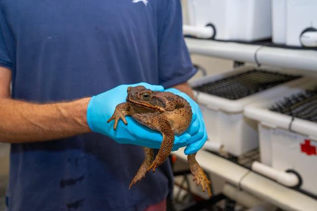 An invasive cane toad (Rhinella marina) is measured in Australia