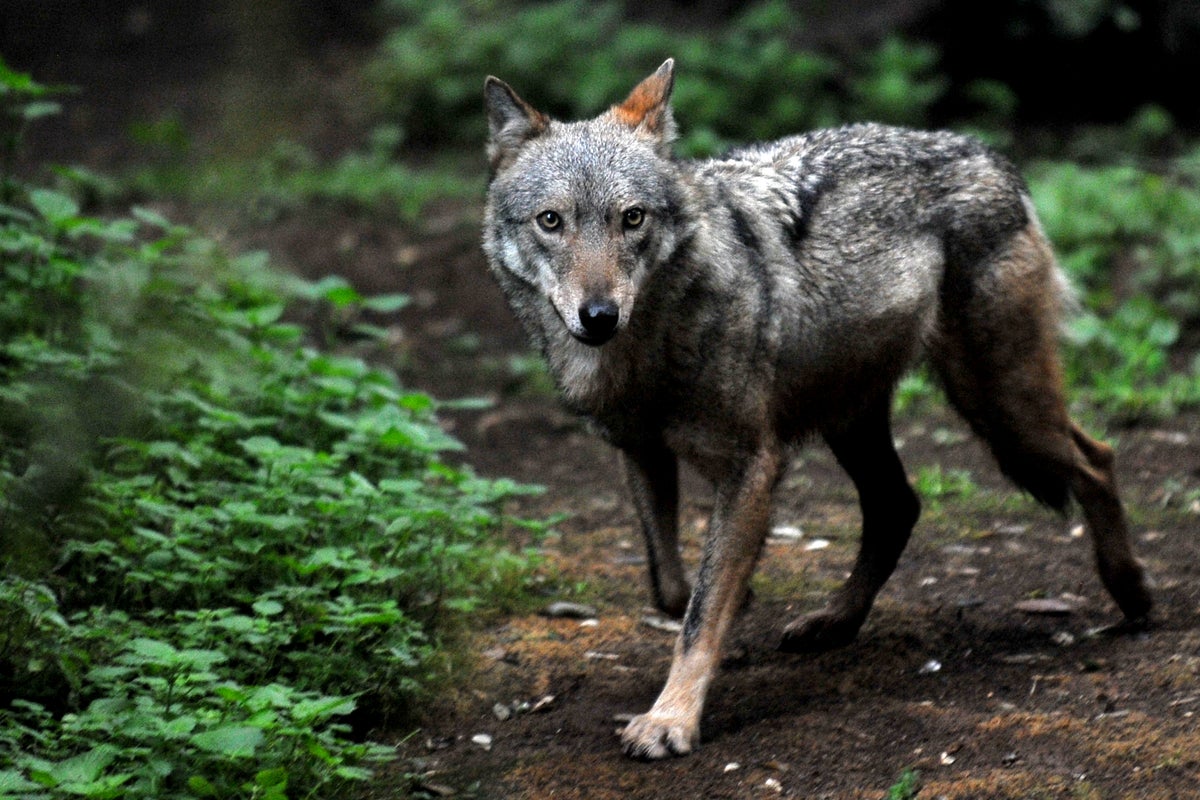 Mass poisoning suspected after 18 wolves found dead at national park