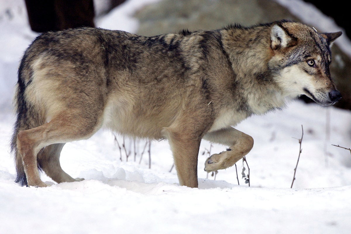 18 wolves found dead in worst attack on wildlife in country’s history