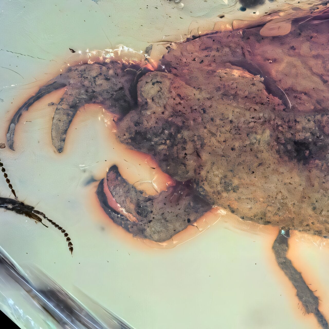 Prehistoric bug with claws found trapped in amber in Myanmar named after K-pop group