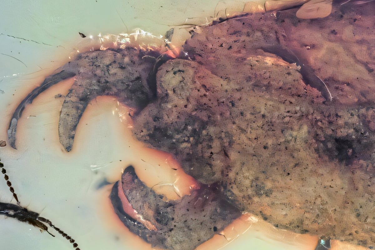 Prehistoric bug with claws found trapped in amber in Myanmar named after K-pop group