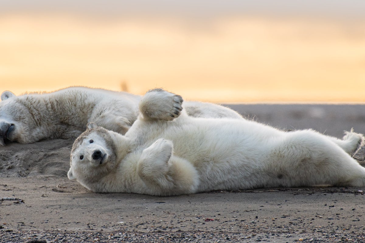 This village is trying to revive its polar bear tourism industry. Locals are worried