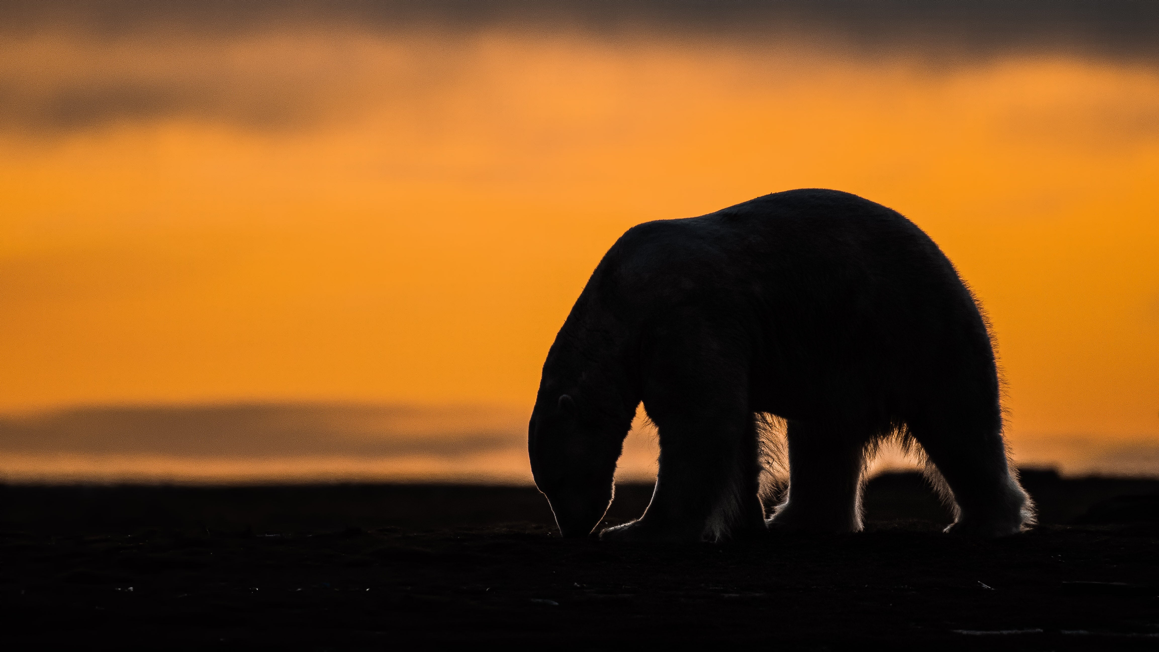 independent.co.uk - Mark Thiessen - A tiny Arctic village in Alaska is trying to revive its polar-bear tourism industry