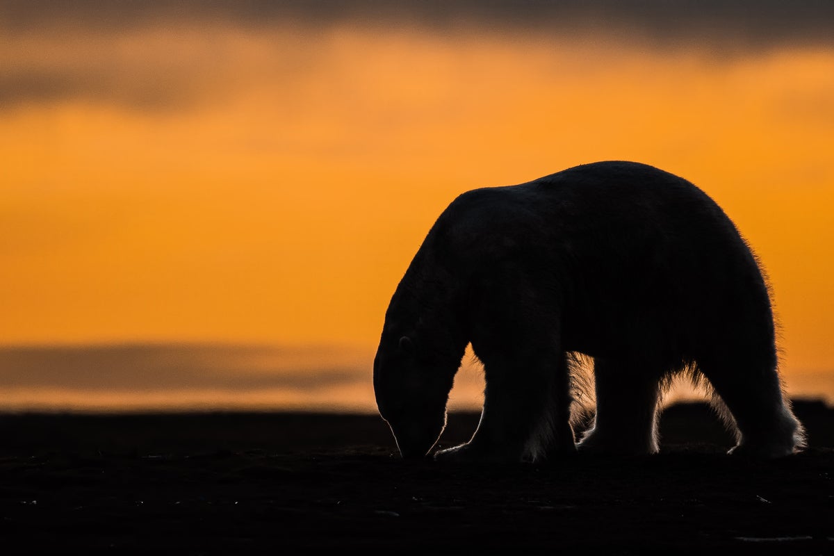A tiny Arctic village in Alaska is trying to revive its polar-bear tourism industry