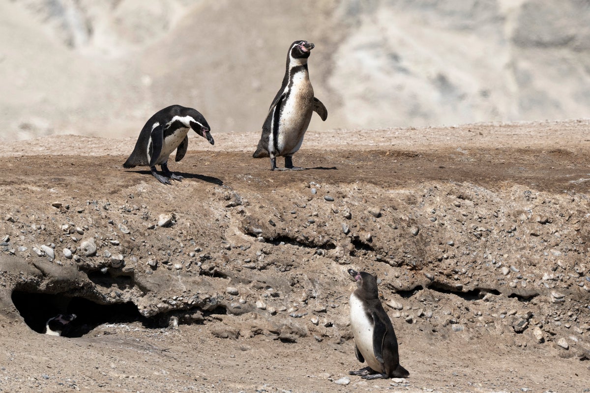How the strongest El Nino in a decade could impact the world’s weather in 2026