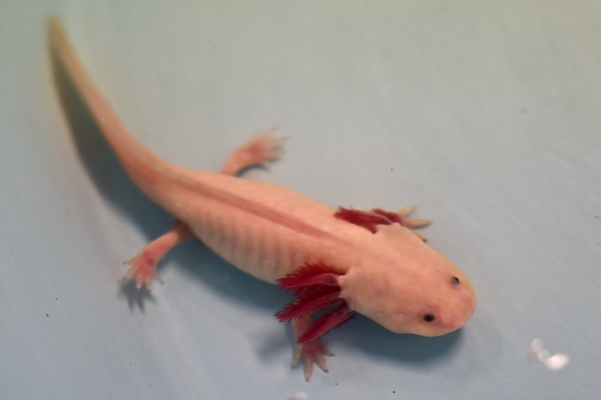 Girl finds rare Mexican axolotl in Welsh river in first British wild sighting