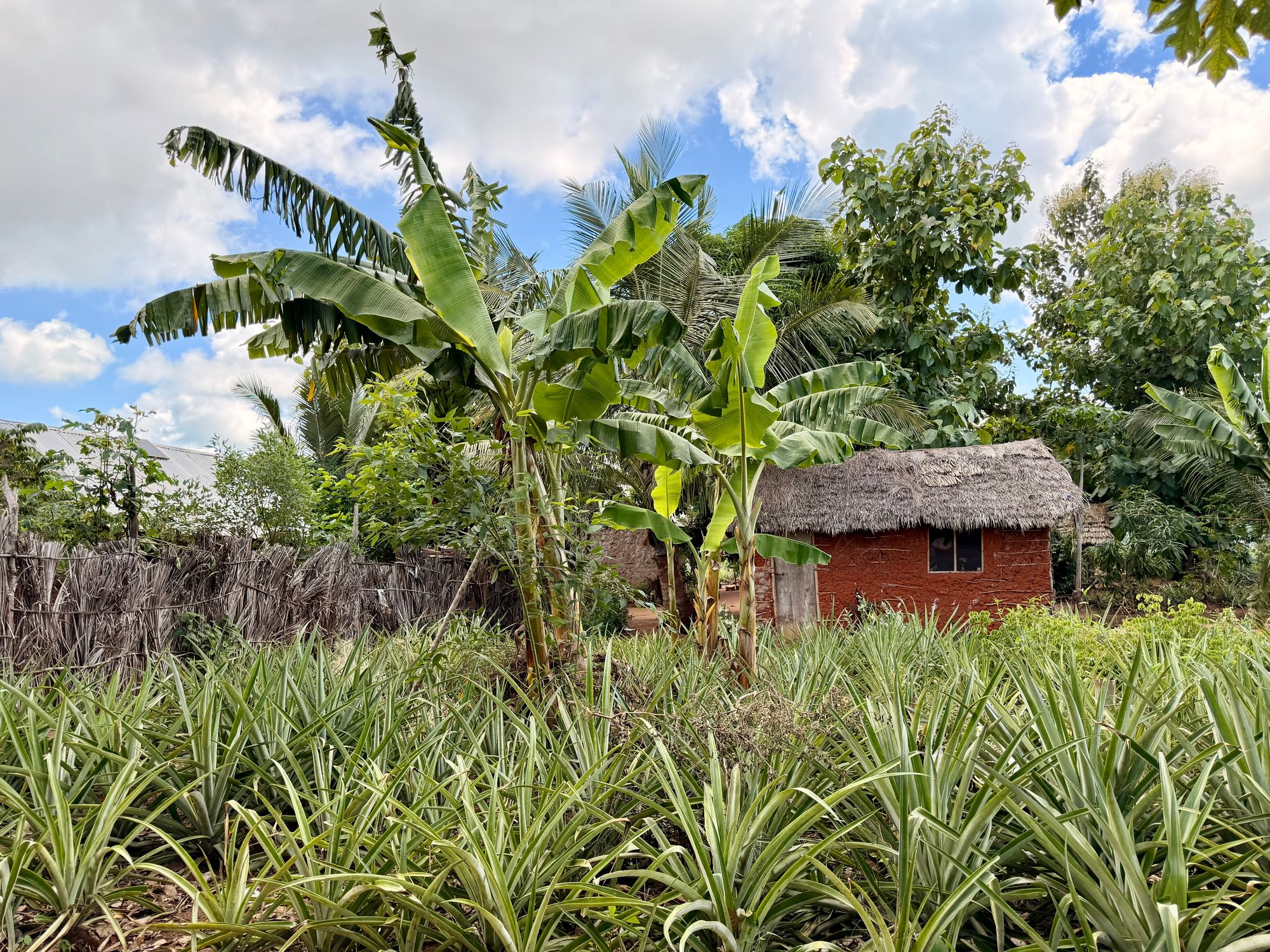 A smallholder pineapple farm in the village of Mwavi. The fruit is the main crop grown in the region - and Dr Angela Gwakisa, the lead clinician overseeing the vaccine trial, said that she was once given 21 pineapples as a token of gratitude for the trial’s success