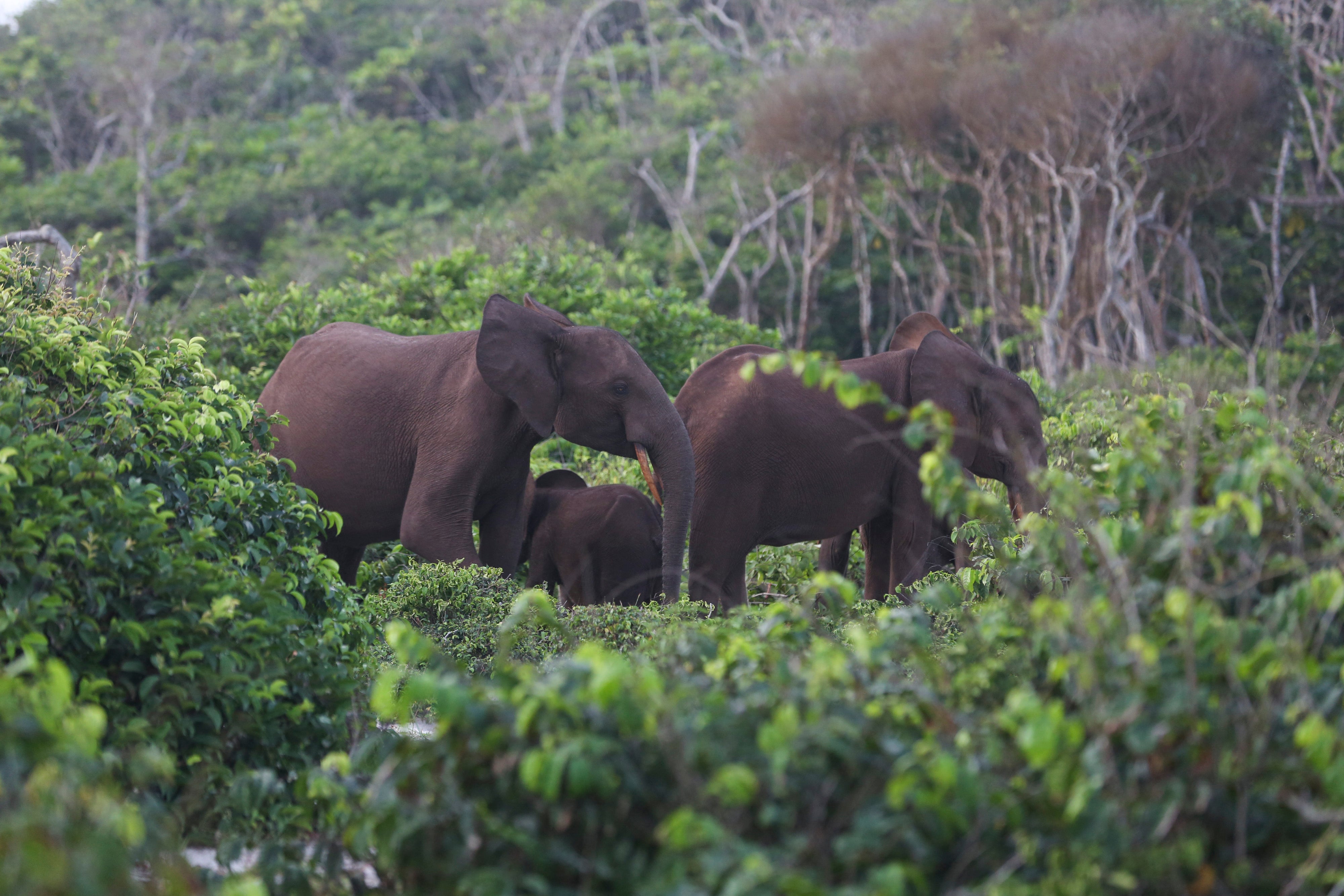 Elephants graze in the in Loango Park on March 15, 2022. on grass in Loango Park in Ogoueé Maritime on March 15, 2022. Gabon, an oil-rich former French colony, is putting itself forward as a major advocate for conservation in central Africa, where wildlife has been battered by wars, habitat destruction and the bushmeat trade.
