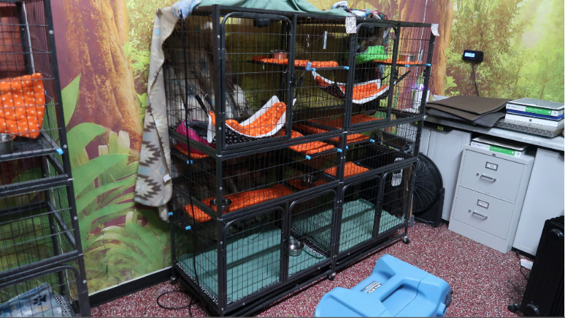 Officials deemed these cages 'too small for the sloth contained individually in each one'