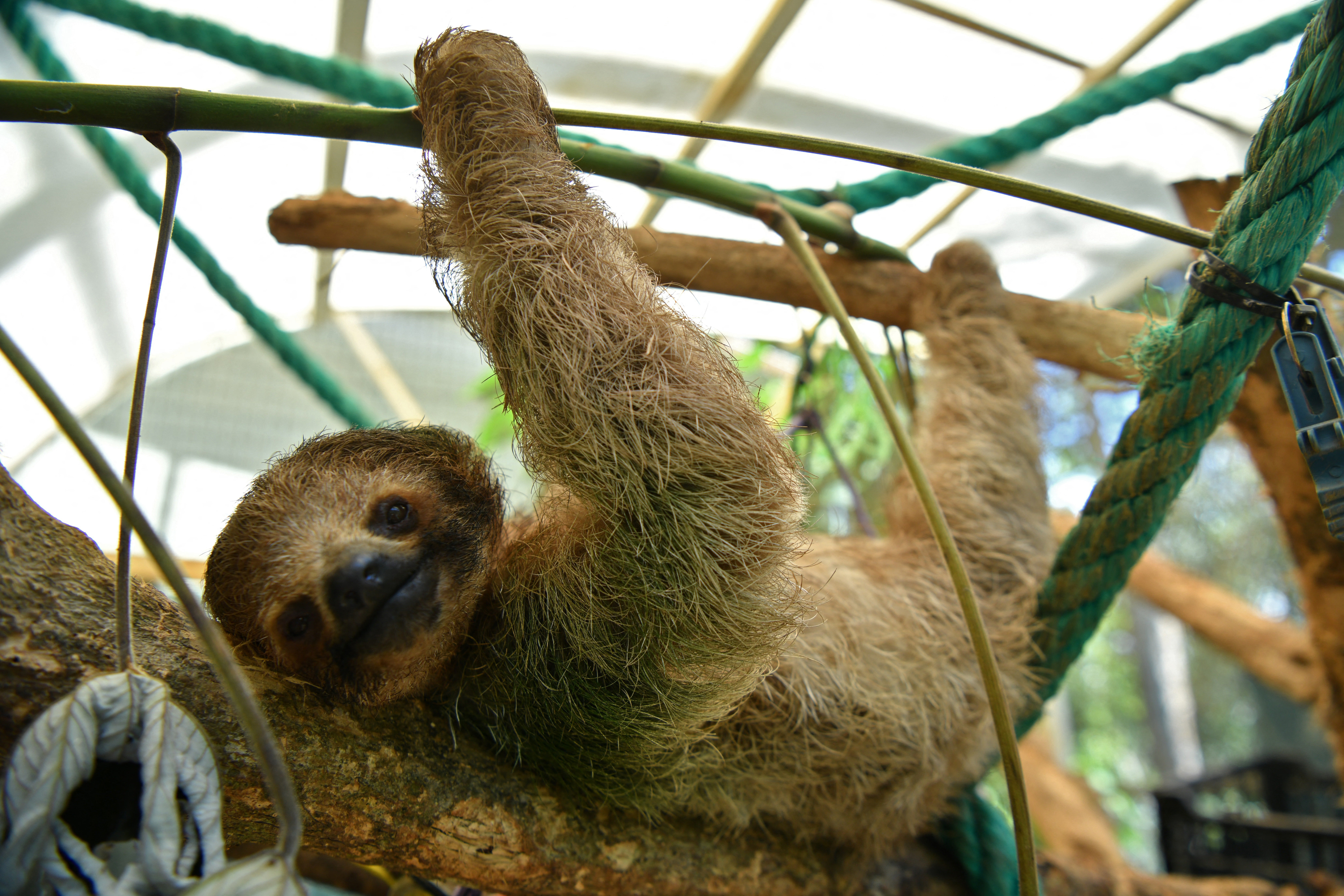 Most of the 21 sloth deaths were attributed to 'cold stun,' caused by exposure to low temperatures after heating failed and warehouse temperatures dropped into the mid-40s overnight, officials say