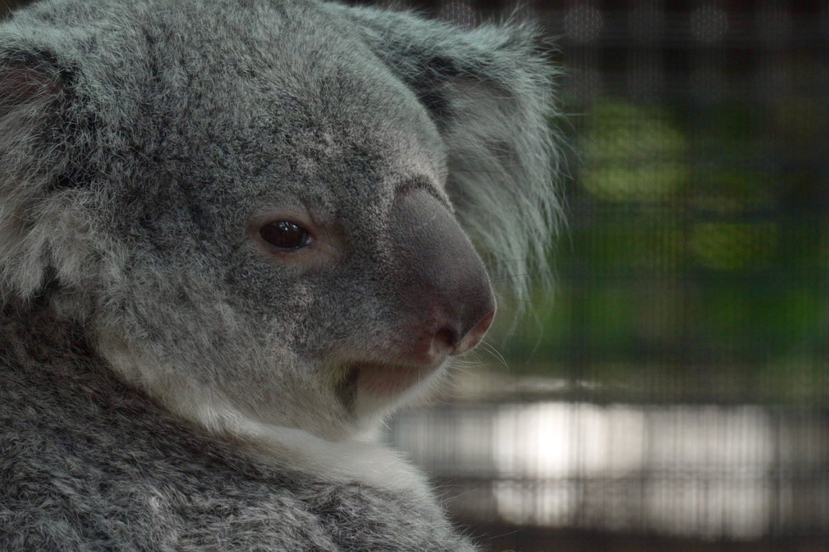 Meet the baby koala hiding in its mom’s pouch at a Florida zoo’s new Outback habitat