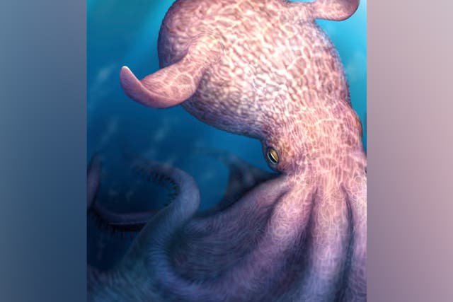<p>Cefalópodos gigantes habrían habitado los océanos </p>
