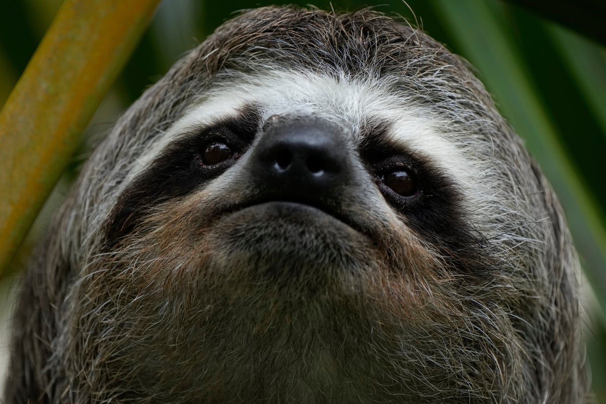 Sickness, cold killed nearly 30 sloths at a Florida import warehouse in 2024 and 2025 – UK Times