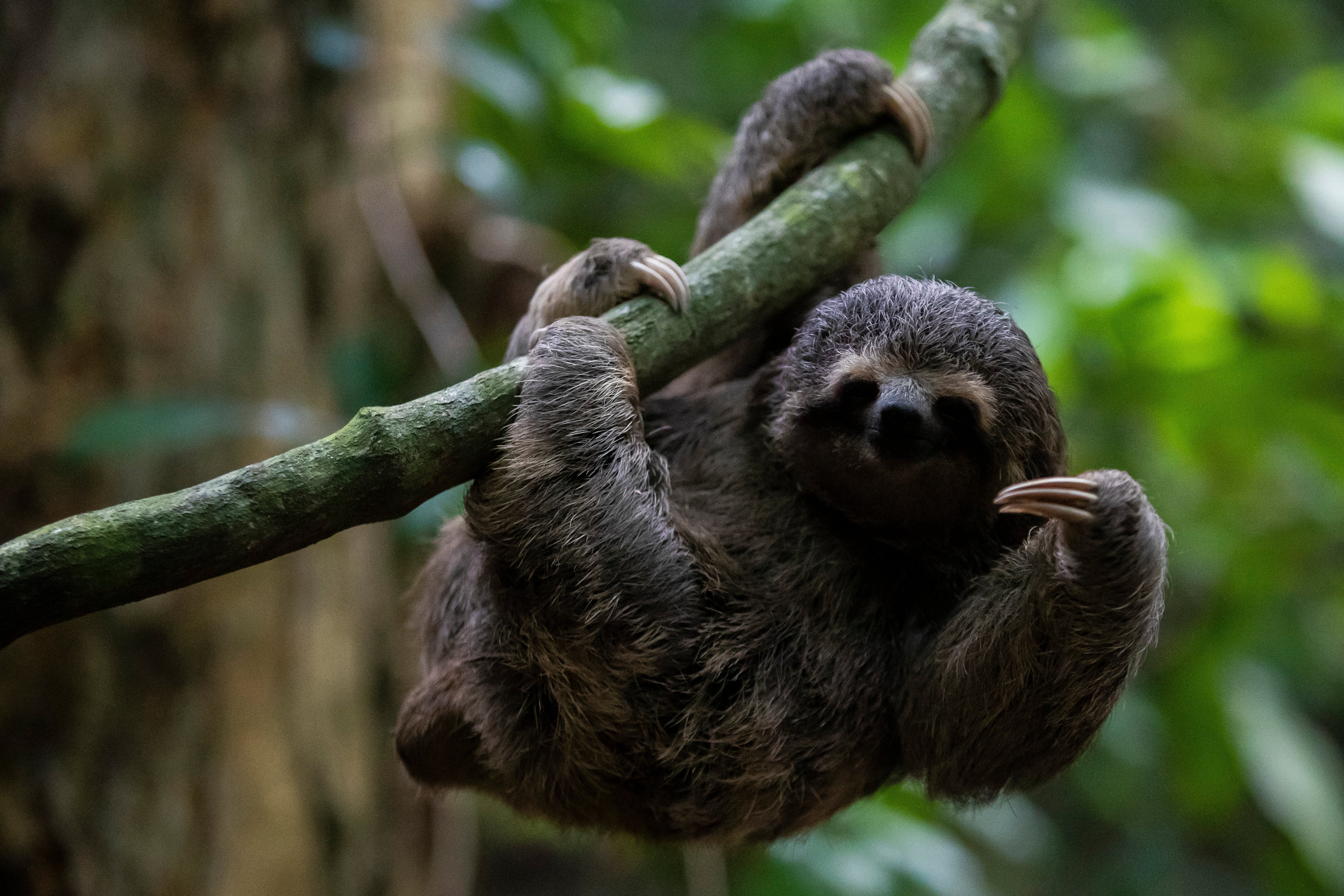 A young sloth hangs from a branch in the Botanical Garden in Rio de Janeiro, Brazil (Copyright 2023 The Associated Press. All rights reserved.)