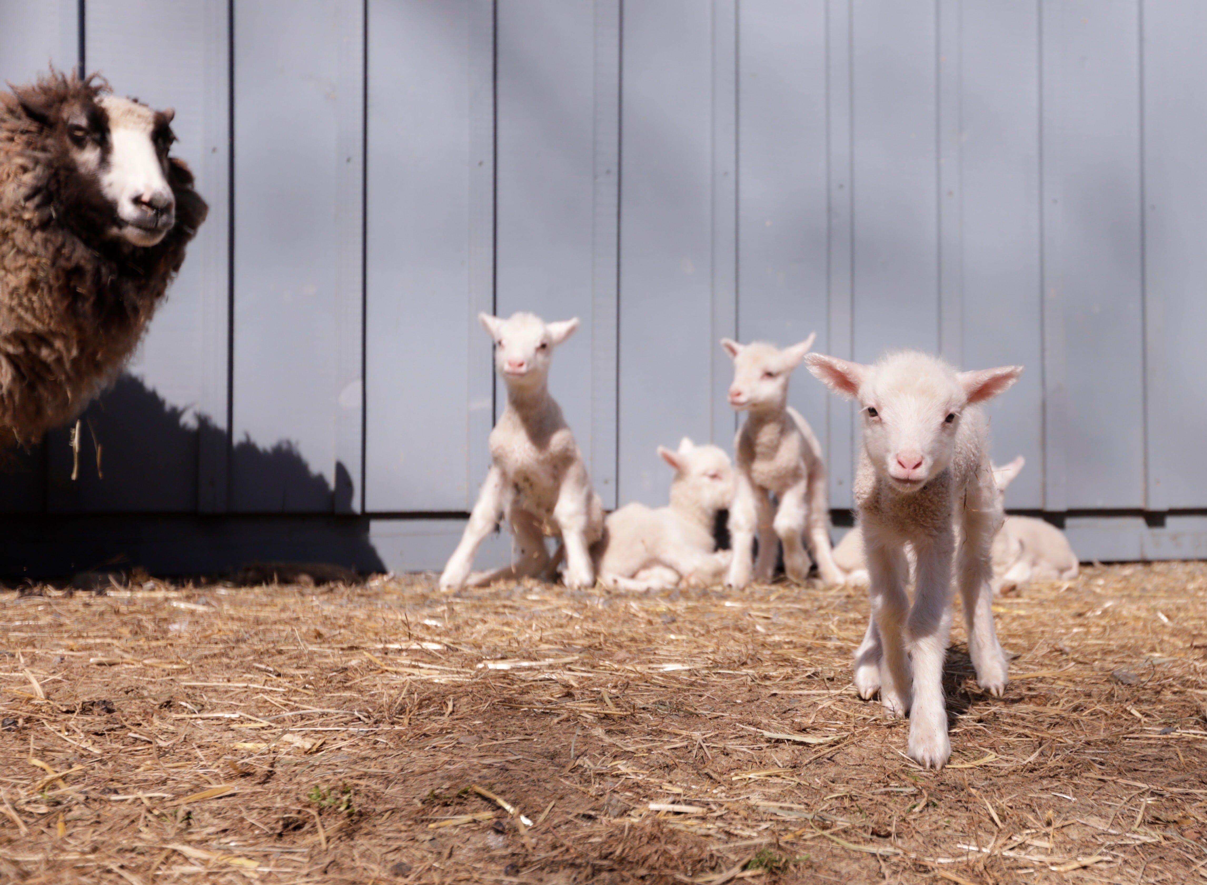 A sheep owned by O'Connor, who runs Clover & Bee Farm in Underhill, Vermont, with her husband, Gunnar, gave birth to a rare batch of six lambs earlier this month