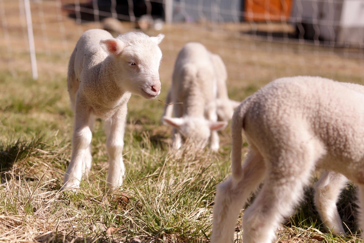 Farmers in Vermont expected a sheep to have twins. She ended up having rare sextuplets
