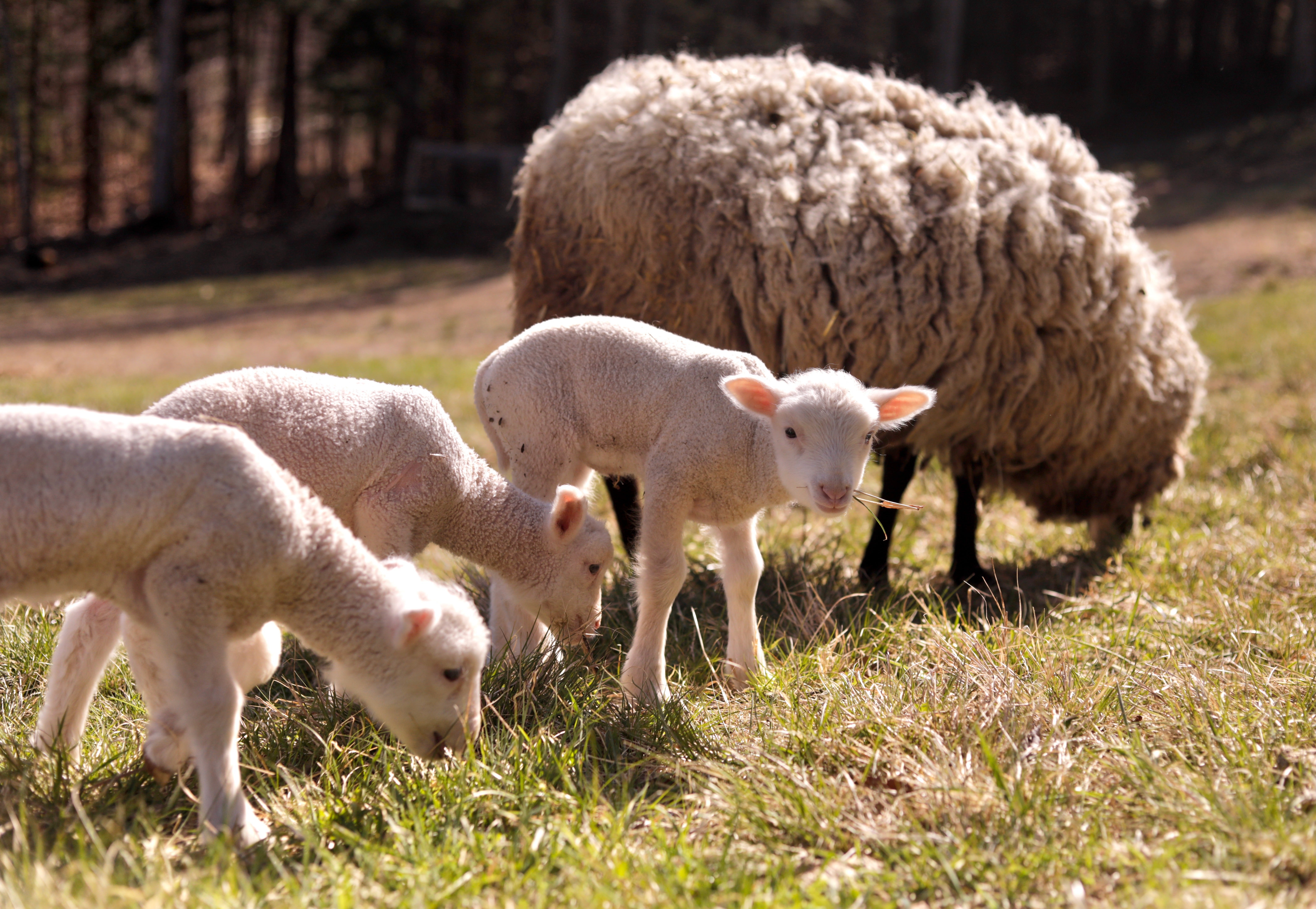 Sources differ on how uncommon sheep sextuplets are, with O'Connor putting the number around 1 in 1,000 and some agricultural websites placing it at one in a million or higher