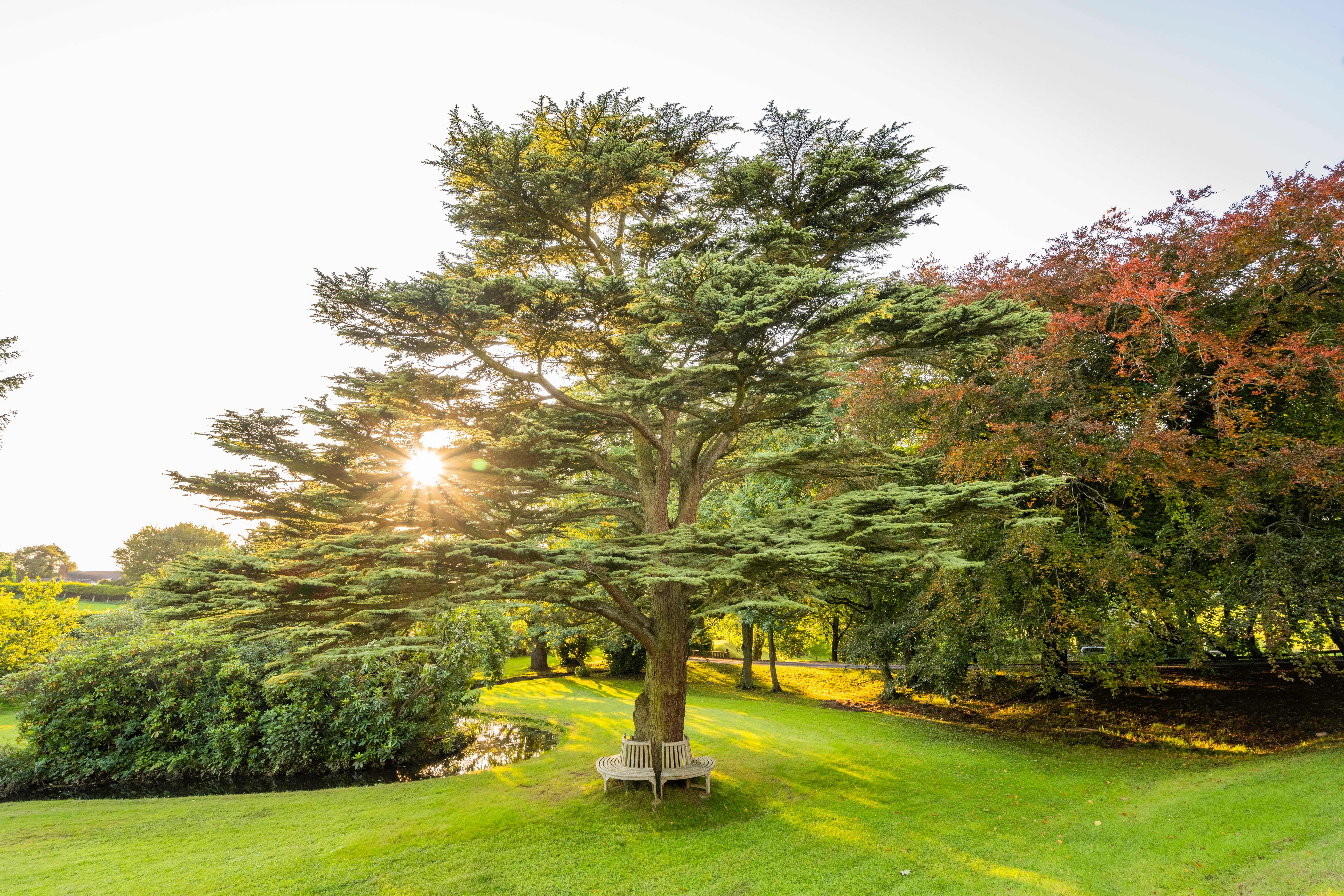 The hotel has a 150-year-old cedar tree in the grounds