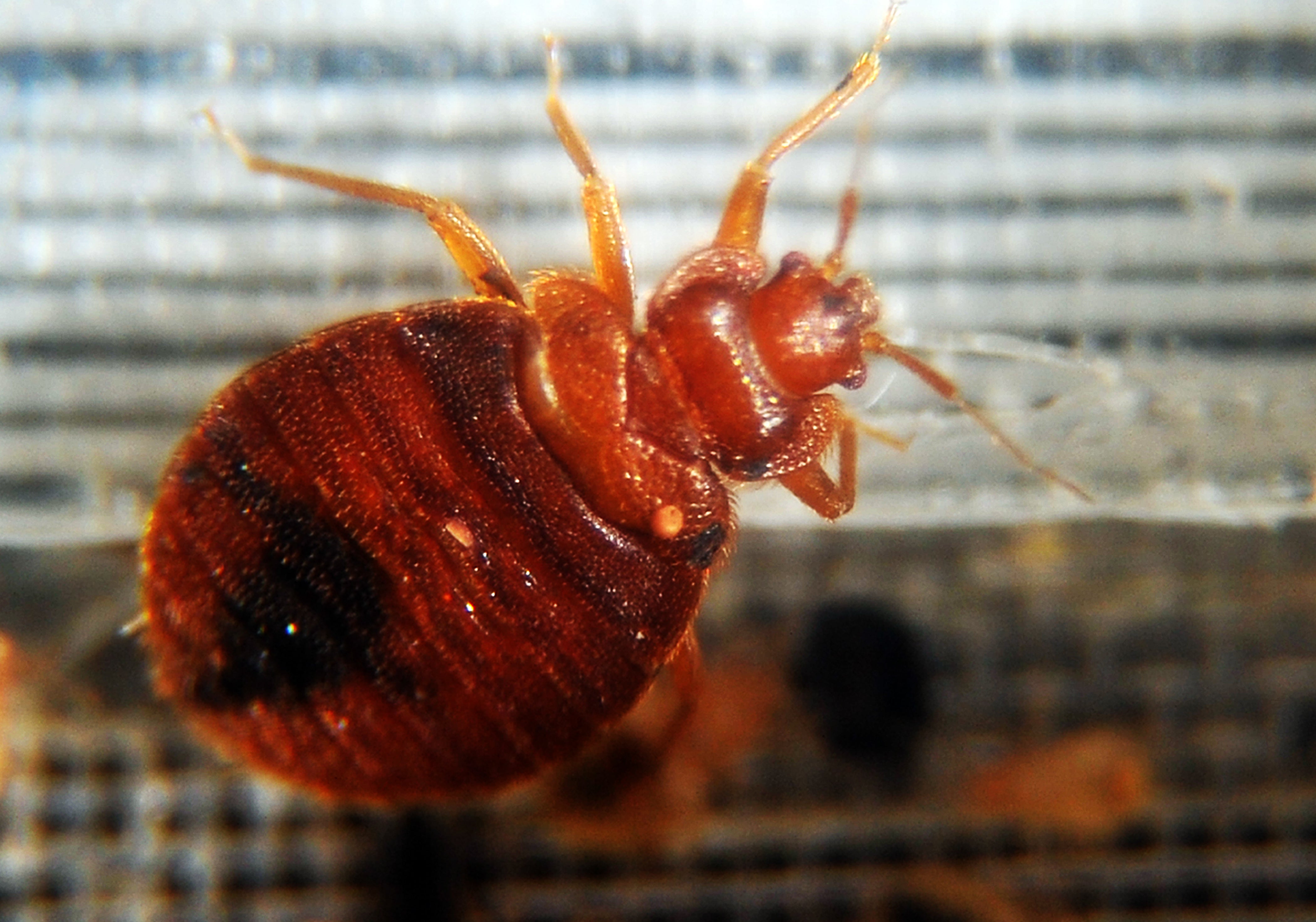 Bed bugs hide in the crevices of beds and drink the blood of warm-blooded animals, including humans (stock)